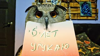 Нам 6 лет! Про День Рождения канала Yoll - Сова/филин Ёль одобряет!