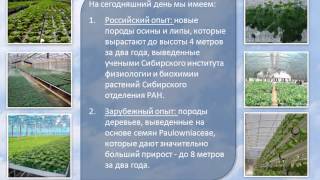 Презентация. Питомник по выращиванию саженцев быстрорастущих деревьев.