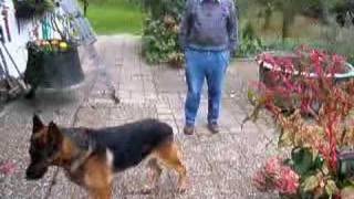 Schäferhund Boris