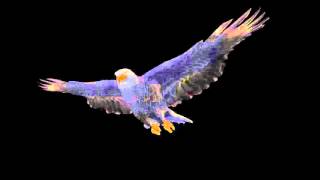 Орёл, парящий на чёрном фоне - Eagle
