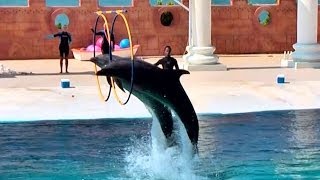 SEALANYA Dolphin show, Alanya, Turkey / Шоу дельфинов в морском парке SEALANYA