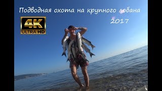 Реальная подводная охота на крупного лобана.Черное море июнь 2017. 4k видео
