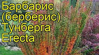 Барбарис тунберга Эректа. Краткий обзор, описание характеристик, где купить саженцы