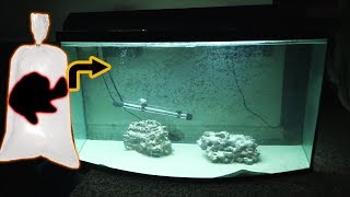 I got the WRONG fish. Super angry SALTWATER fish!