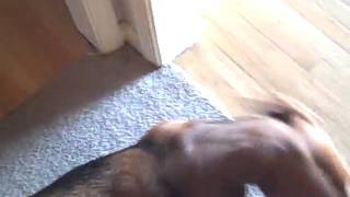 Dog has human Penis