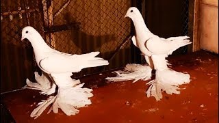 Голуби Ирана - Тебриз l Строенные на Высоких ногах l Iranian tabriz Pigeon