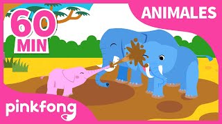 Hakuna Matata y más canciones para niños | +Recopilación | Pinkfong Canciones Infantiles
