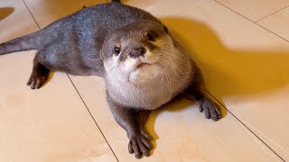 猫がどんどん高いところに移動するが届かず見てるだけのカワウソ Otter watching as cat moves to higher ground but can't reach it.