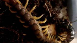 Centipede Scolopendra Hunting Сколопендра охотится
