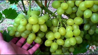 Виноград Аркадия. Сорт селекции ИВиВ им. В. Е. Таирова. Виноград 2017.