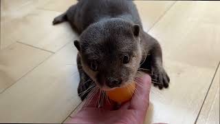 一方的な卓球を繰り広げるカワウソと猫 An otter and a cat playing one-sided ping-pong