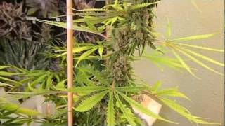 Ak48 Harvest!