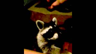 Szop Pracz Zosia- początki znajomości ;) (raccoon Zosia)