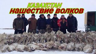 КАЗАХСТАН/ШОК/НАШЕСТВИЕ ВОЛКОВ/КОСТАНАЙСКАЯ ОБЛАСТЬ/