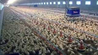 Producción industrial de carne, en la mira | Hecho en Alemania