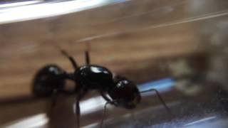 Mako's Messor barbarus Queen. Film 1. June 2017.