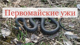 Первомайские ужи