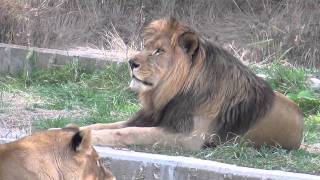 Zoo de Madrid