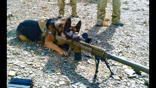 Extreme Trained & Disciplined German Shepherd Dogs
