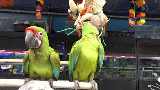 BABY BUFFON MACAW SUPER TAME AVAILABLE BOTH LOCATION