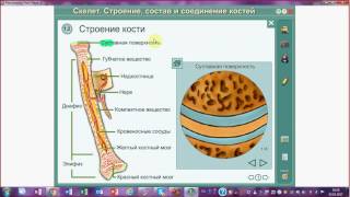Строение кости. Химический состав кости. Подготовка к ЕГЭ и ОГЭ по биологии