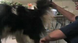 Grooming the rough collie pt 1 of 5