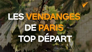 Les premières vendanges parisiennes commencent à Bercy
