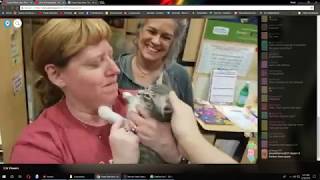 Guardian Kittens - Adoption Periscope 2