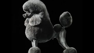 البودل .. ثاني اذكى كلب في العالم POODLE DOG BREED 101 !!!