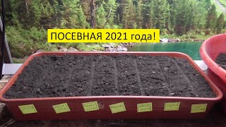 Посев экспериментальных томатов ("Дети подземелья").