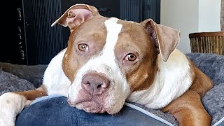 Obese shelter dog was facing bleak future. But this woman took her home.