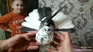 Обзор вновь приобретённых голубей. Николаевские голуби ?️