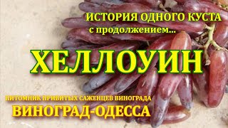 КАК ПРИВИВАТЬ ВИНОГРАД ЗЕЛЕНЫМ В ЗЕЛЕНОЕ (СПОСОБЫ). ВИНОГРАД ХЕЛЛОУИН -ИСТОРИЯ ОДНОГО КУСТА..