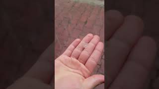 24.01.2020 mưa đá ngày 30 Tết tại Sơn Dương Tuyên Quang(1)