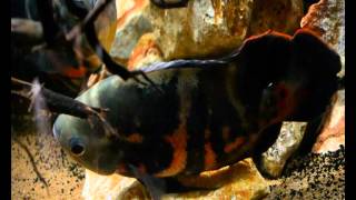 Astronotus sp. "Bahia red" - Das erste Mal