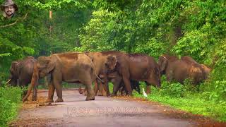 Behavior of Elephant While Crossing Black Top Road.