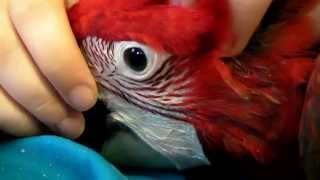 Our Baby Green wing Macaw 2nd Visit Hatched 3-21-14 About 10 weeks old