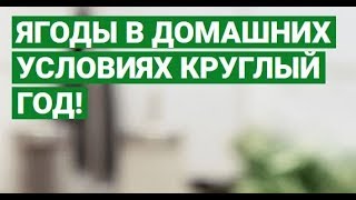 Ягодница Сказочный Сбор Отзывы