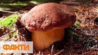 За 2 часа - 20 кг! На Закарпатье начался сезон летних грибов