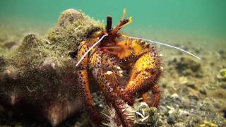 Crabs - The Crawly Creatures