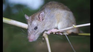 Black rat