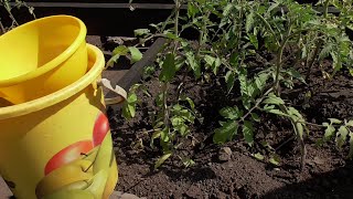 ПОДКОРМКА ДЛЯ СЛАБЫХ, "ОТСТАЮЩИХ" ТОМАТОВ. ПОДРОБНО. 