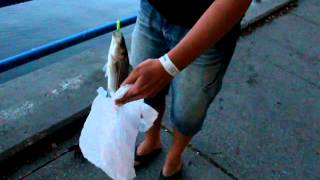 Sheepshead Bay Луфарь Часть 1