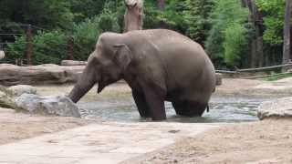 Elephant Chamundi enjoys himself in the ladies enclosure.