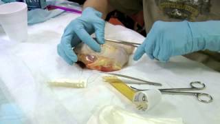 Suture Made Easy with MidwayUSA's The Best Defense: Survival