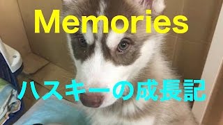 Memories ハスキーノエル10ヶ月間の６kg〜 ２５kgまでの軌跡！
