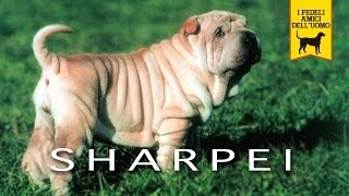 SHAR PEI trailer documentario