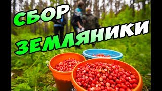 Сбор земляники. Ура! Поспели лесные ягоды. [ Дары леса и вкус лета]