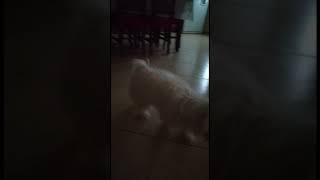 La mia simpatica maltesina ???♥