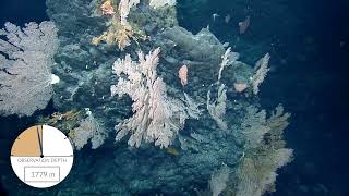 Colorful Coral Gardens and Sponges on Solide Seamount | Nautilus Live